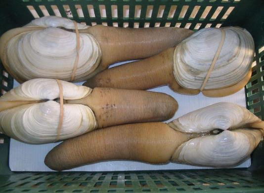 这种长得像大象鼻子的海鲜就是"象拔蚌",又被叫做皇蛤,象鼻子蛤,泥笋