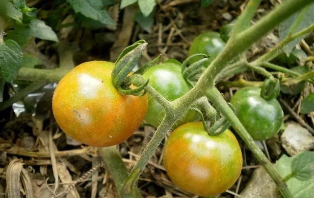 西红柿膨果转色慢出现花脸卖不上价咋办