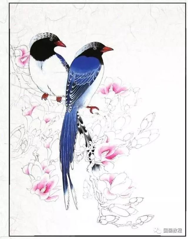书画鉴赏丨红嘴蓝鹊工笔画法