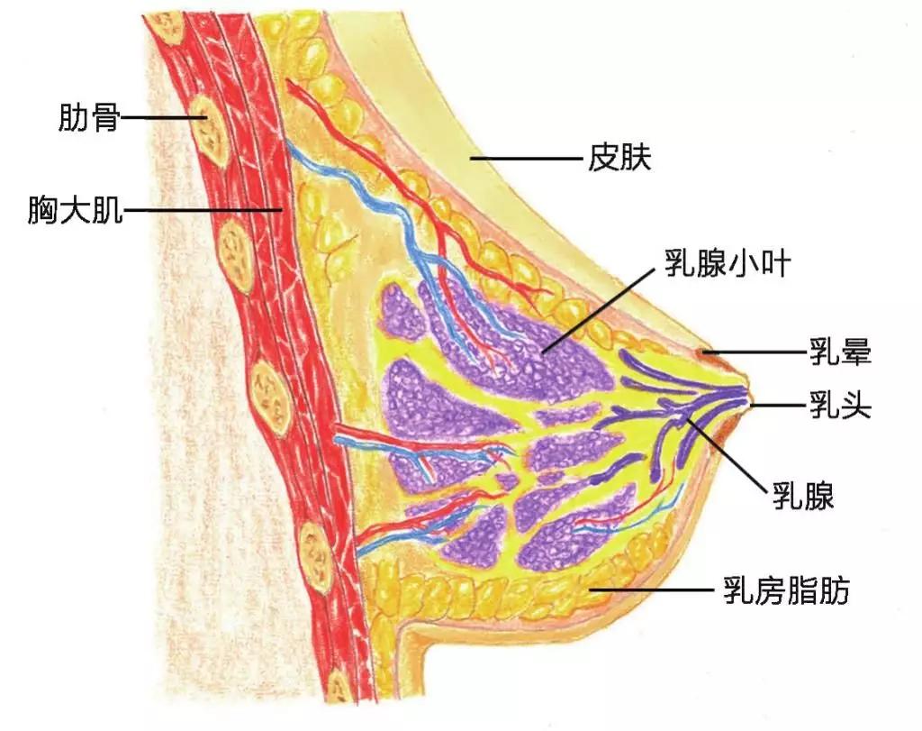 乳房是什么结构图片