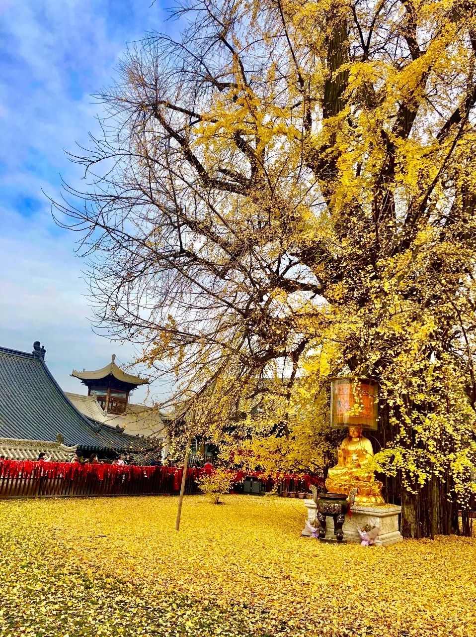 1400年前,唐太宗李世民在古观音禅寺内中下了银杏树,一转眼便惊艳了