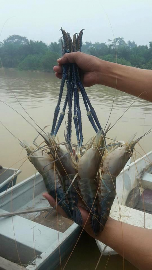 湄公河:河虾大成精,大虾泛滥急需吃货去拯救
