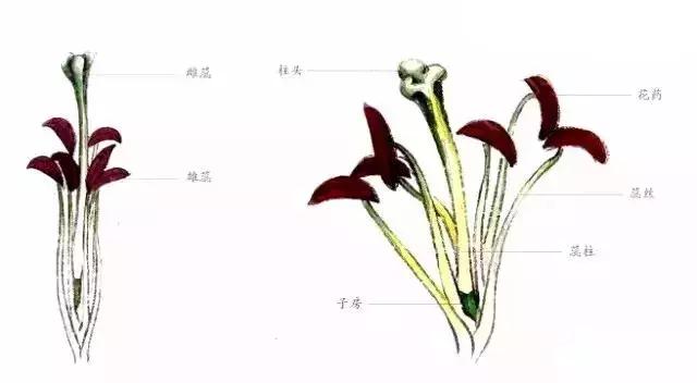 百合花蕊的画法通常是白粉平涂蕊丝,再用淡草绿分染明暗关系,然后调深