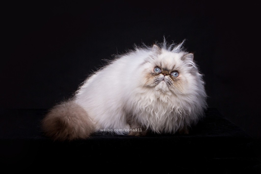 外表霸气内心温柔的山猫重点色喜马拉雅猫