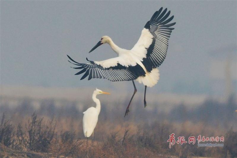 翩跹起舞"国宝"东方白鹳现身青岛