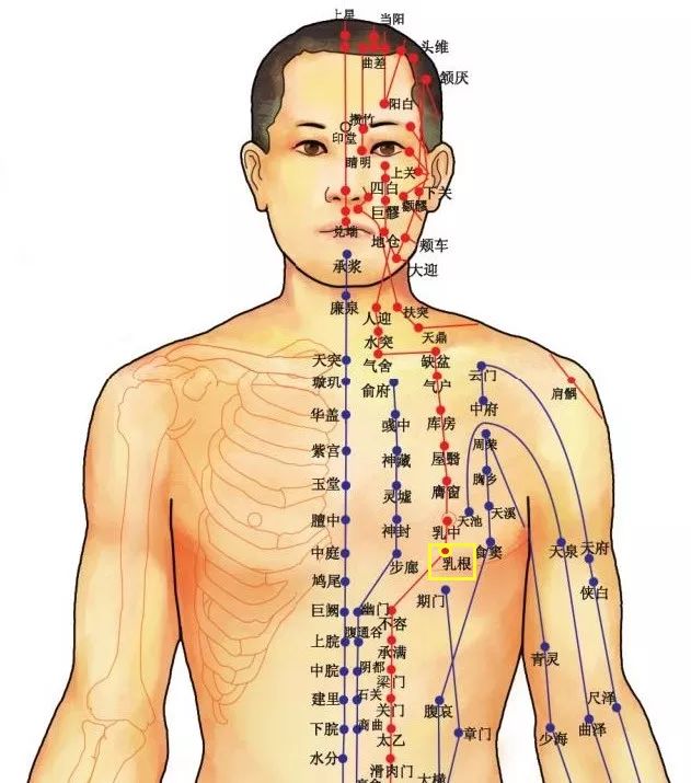 穴位知識 | 十二經脈·足陽明胃經之乳根穴