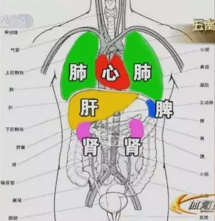 肝胆脾胃肾位置示意图图片
