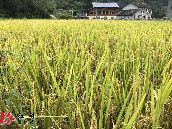 靖州三锹乡地妙村:用传统方式收割丰收的喜悦__凤凰网