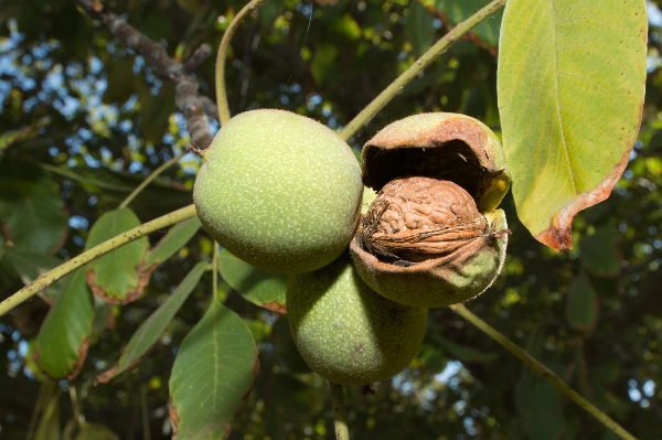 家乡好货 我来代言:曲阳核桃皮薄仁大 一捏就碎