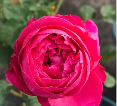 伊芙系列月季四 伊芙日出,这系列中最耐热耐晒的,热烈的红色__凤凰网