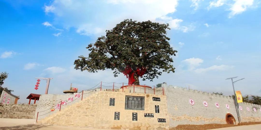 曹村马家坡的柿子别样红__凤凰网