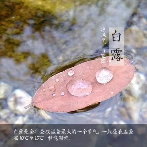 今日白露秋风何冽冽白露为朝霜