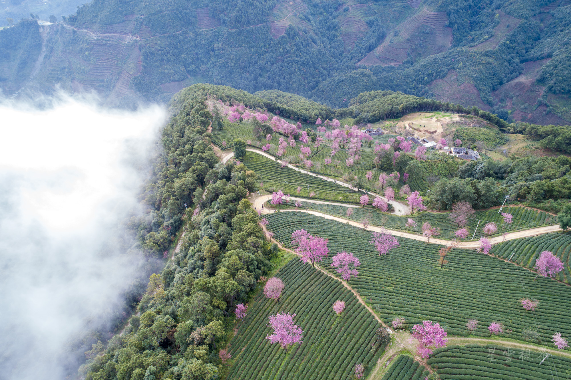 金庸笔下无量山冬樱盛开 发现最美最早春天