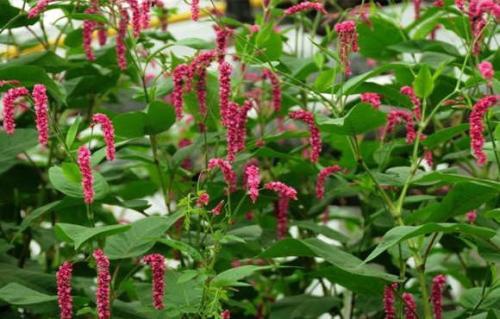 用旱蓼捕鱼很简单的,一般会选择在一些水沟和小泥滩.