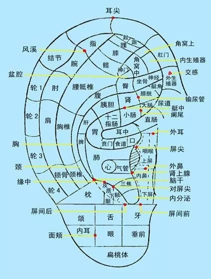小病小痛小妙招耳穴压豆法