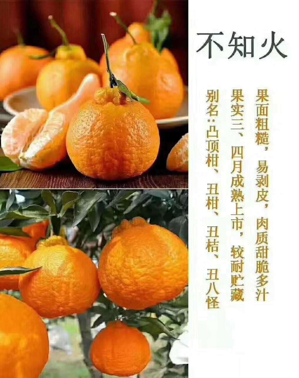 不知火丑橘多为大蜜桔冒充正版明年4月才上市