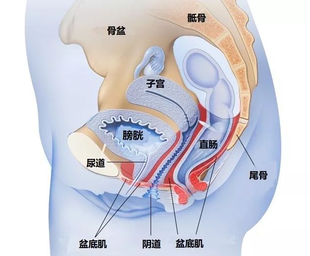 产后膨出有图慎入图片