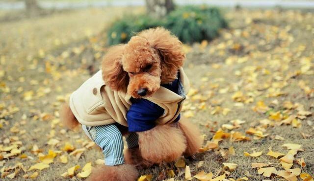 贵宾犬"最怕"的5类主人,你在不在黑名单里?