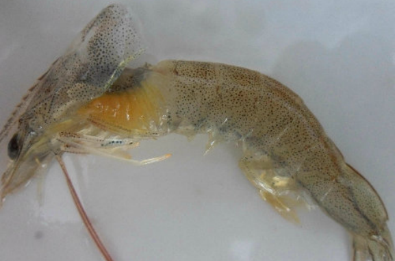 虾鳃是对虾发病的一个重要指示性器官,这几种鳃病对应什么疾病?