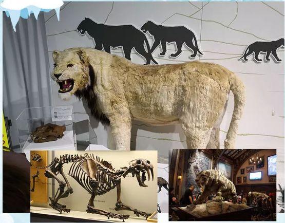 时间:9月23日-11月10日 还有披毛犀,王氏水牛,洞熊,剑齿虎等超100件原