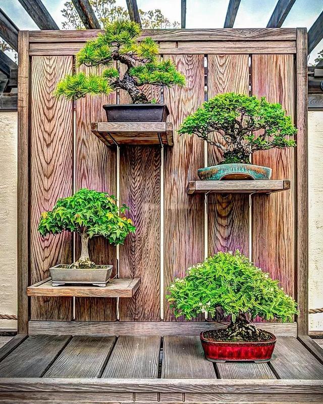 家庭盆景摆放也是有一定技巧的,我主要从下面几个方面来谈谈盆景的