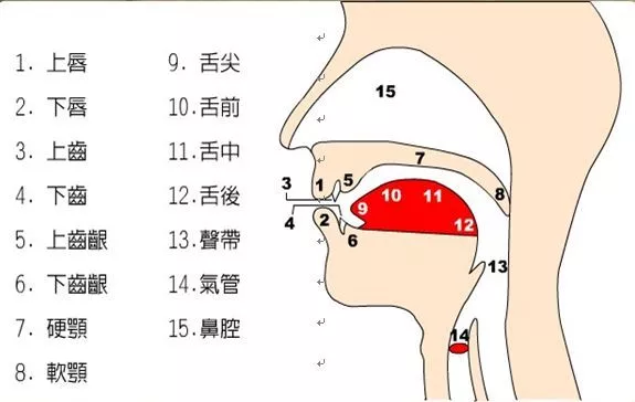 舌,唇,下颌,软腭,喉是构音的主要器官,当其运动功能受损时,即出现构音