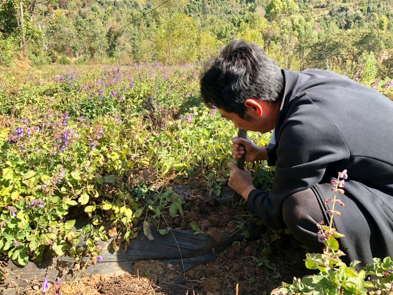 大理弥渡洱源丹参种植带动绿色发展百草村助力山区脱贫
