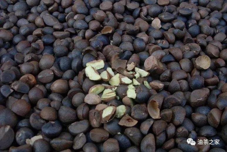 油茶籽去壳压榨带壳压榨对比
