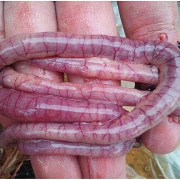 虫见愁丨蛋鸡红粪过料球虫肠炎双重感染,停药发病还有耐药性__凤凰网