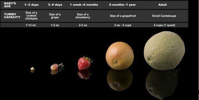 至于成人,成人的胃容量则是小号白兰花大小,体积为950ml.