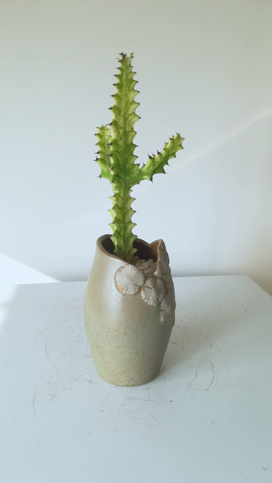 奇趣多肉巴西龙骨锦:特别,颜值高,盆上