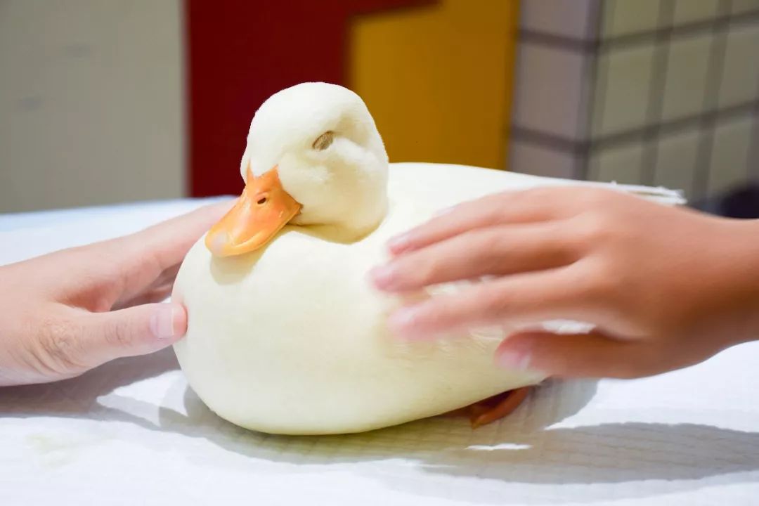 据网友"扒皮",他的鸭品种是call duck ,翻译过来就是柯达鸭或小叫鸭