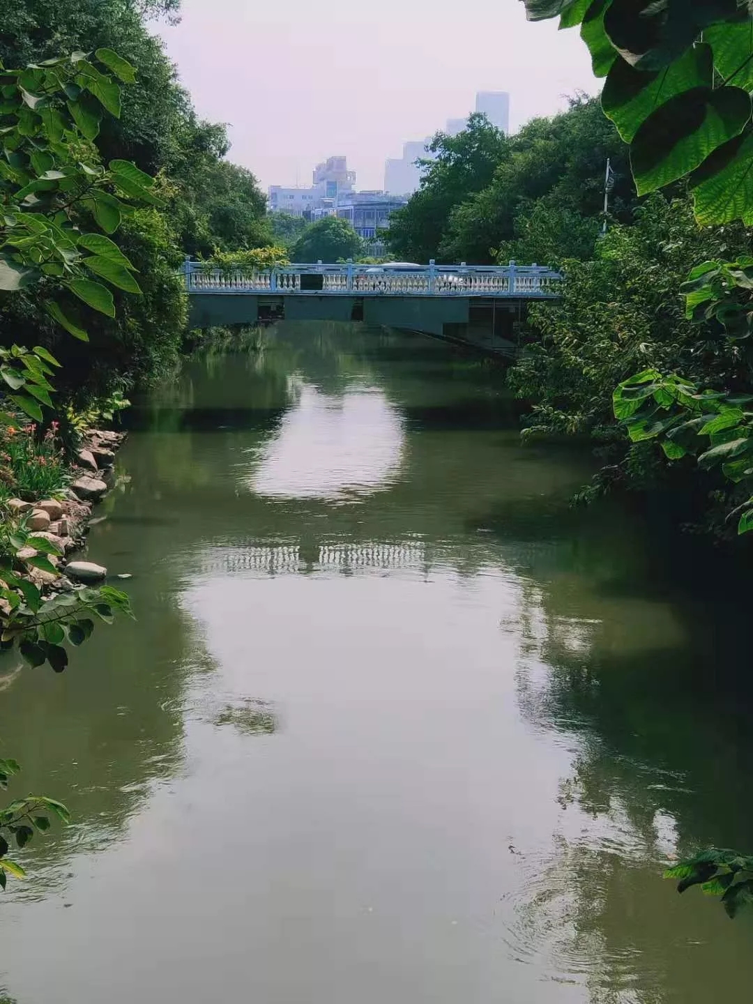 福州内河与龙舟系列之白马河,龙立潮头
