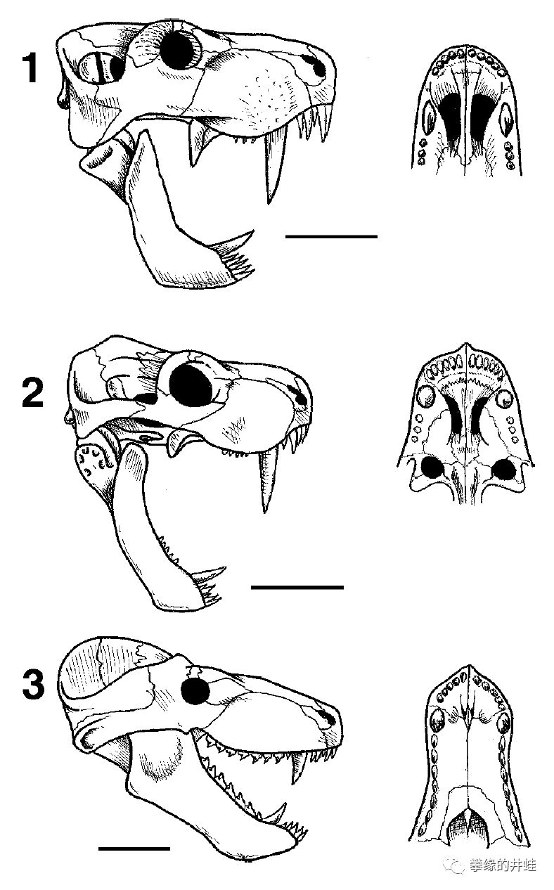 1:恐丽齿兽(丽齿兽亚目2:麝喙兽moschorhinus(兽头亚目3:犬颌兽