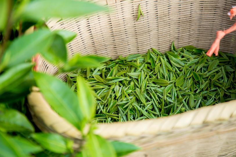 井冈翠绿,井冈山茶产业引领者