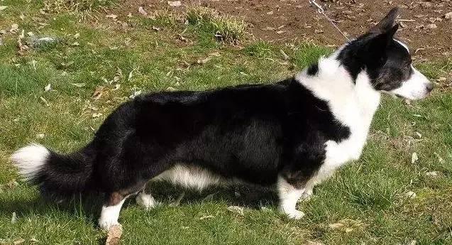 "边牧基"边牧天性聪明,牧羊,畜牧的小能手,变身后依然憨态可掬.