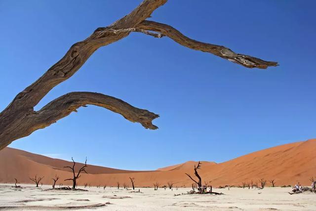 钴蓝色的天空下,橙红色的沙漠之前,伫立在干枯沼泽地上的树干如同无声