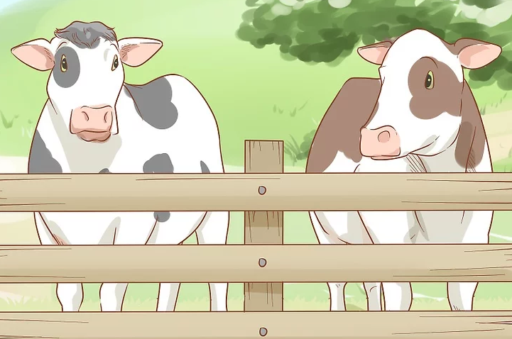 养殖创业:养牛户注意了!奶牛酮血症的防治方法!__凤凰网