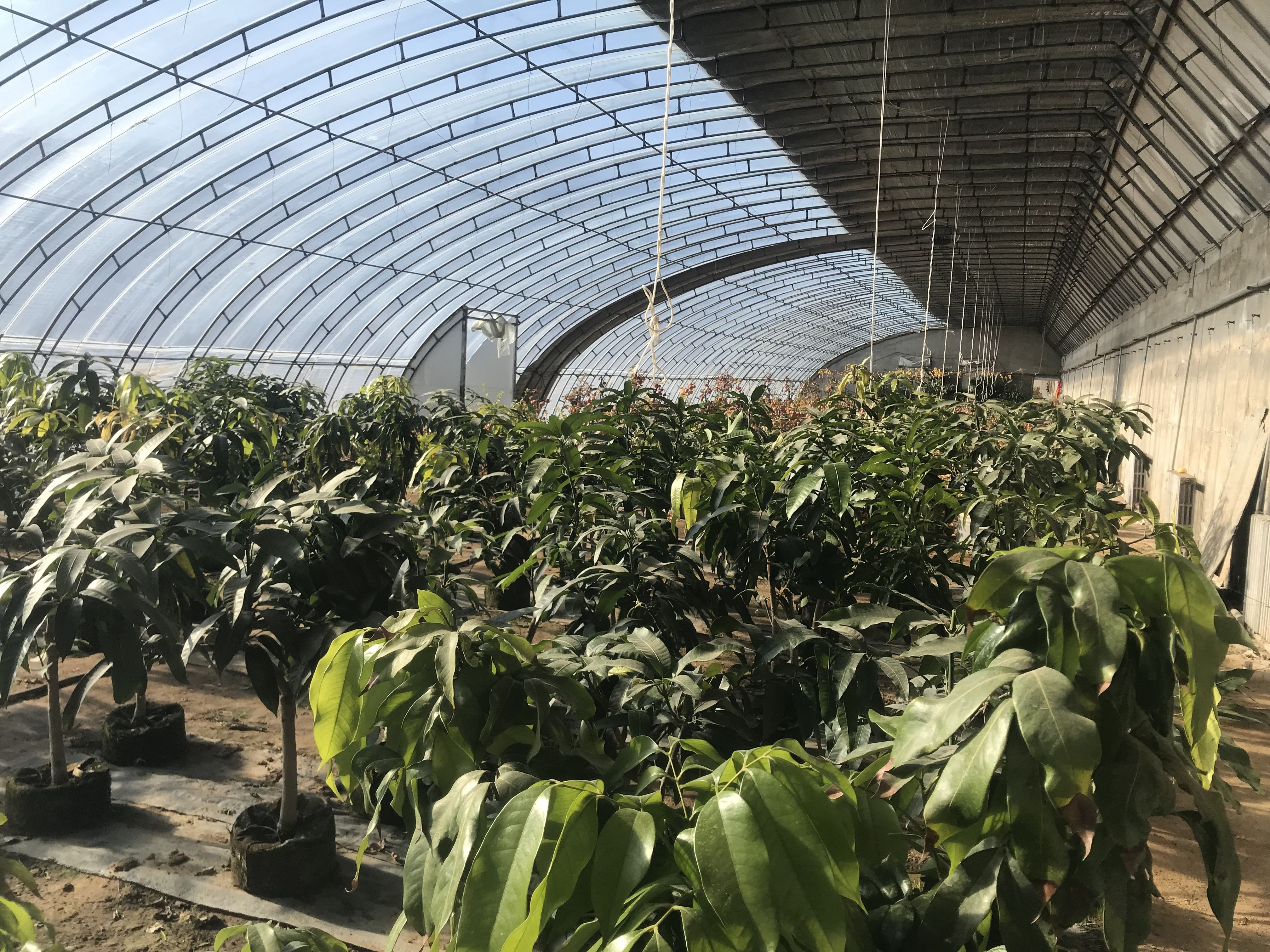 打开凤凰新闻,查看更多高清图片在大棚里,芒果树和荔枝树的盆栽还没