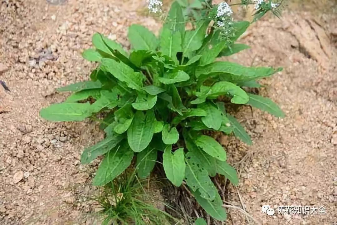 赤金散植物图片