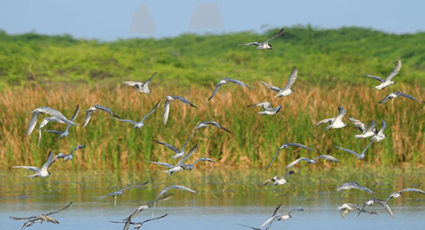 摄影爱好者的天堂i观鸟圣地本达拉国家动物园