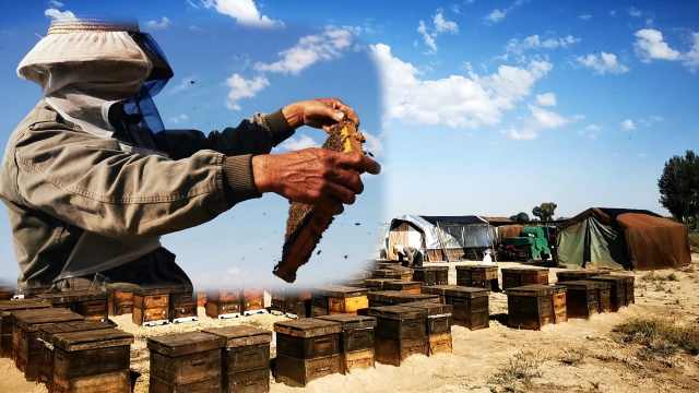 养蜂釆胶技术视频 养蜂人如何取蜂胶视频