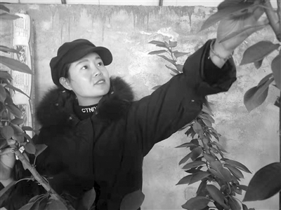 夏娟包种植包技术包销路让农民致富少走弯路