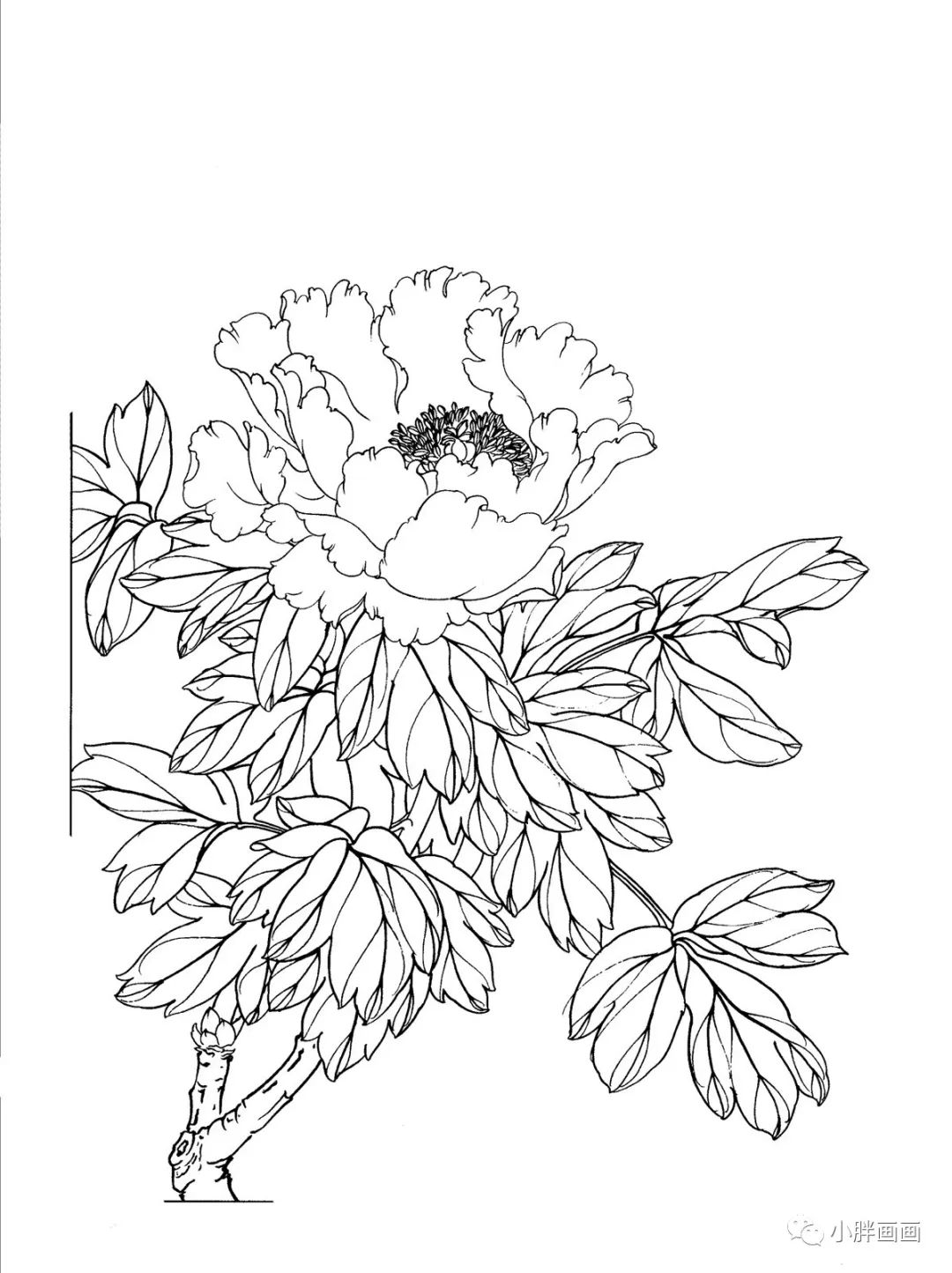 工笔画牡丹白描高清素材赶紧收藏