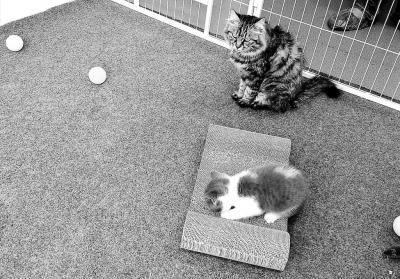 记者探访中国首只克隆猫大蒜已满月性格活泼