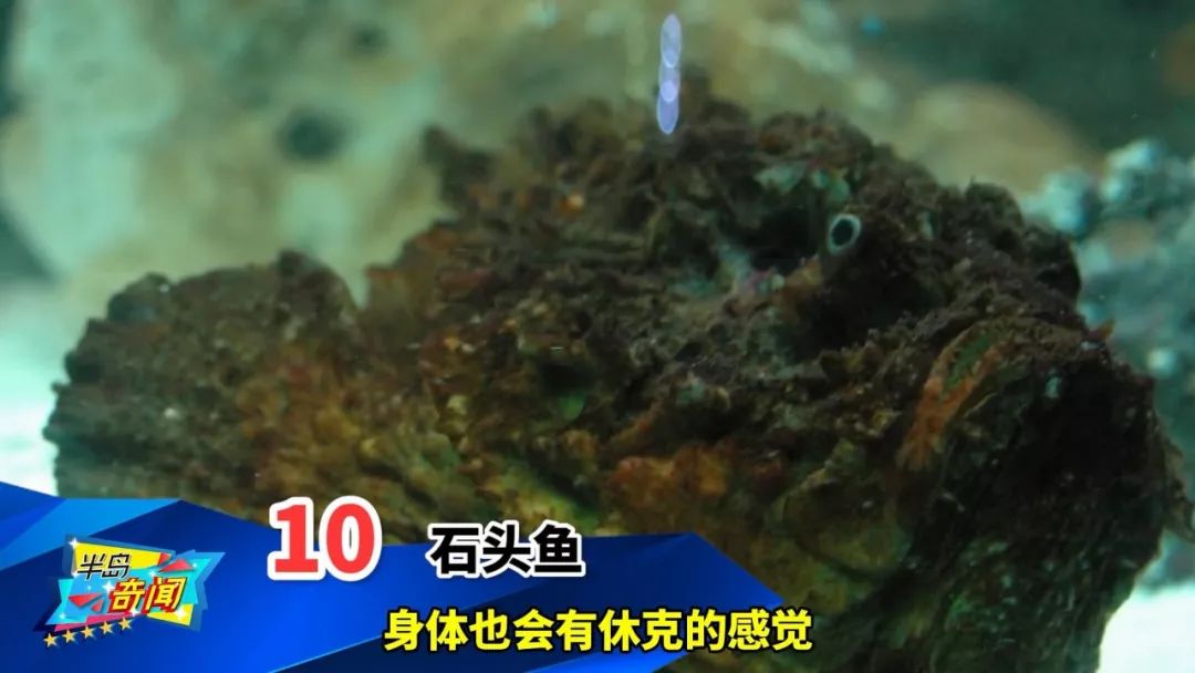 最令人恐惧的带刺动物Top10,第1名非它莫属,真正让你知道什么是痛__凤凰网