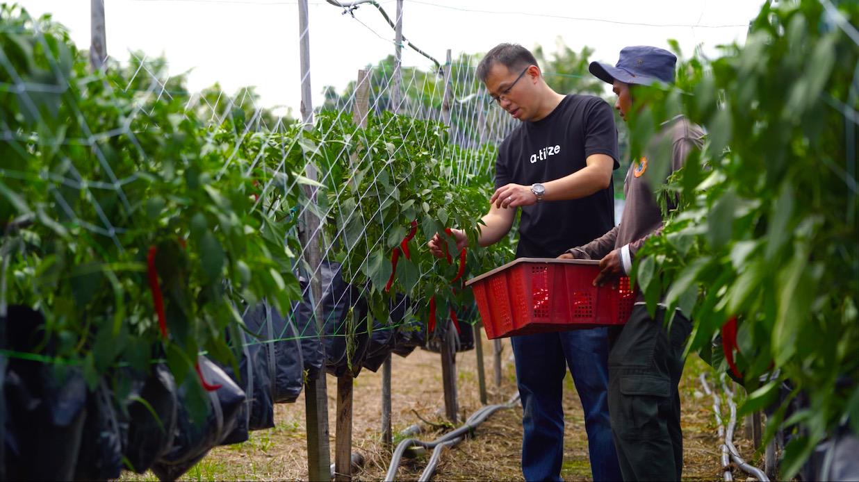 马来西亚程序员让辣椒长在云上还成了阿里上市敲锣人
