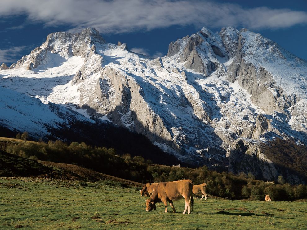 在拍摄雪山景象时,将碧绿的草地和鲜活的牧牛放在画面前 景处,不仅能