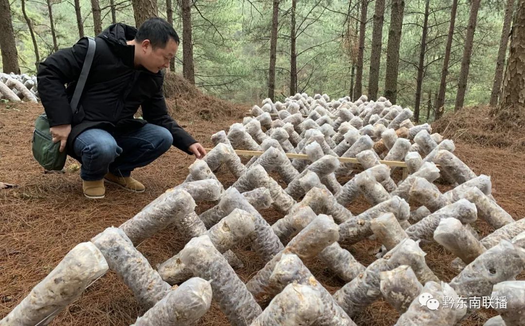 "野性"十足的原生态食用菌,想吃吗?请到黄平槐花林场来