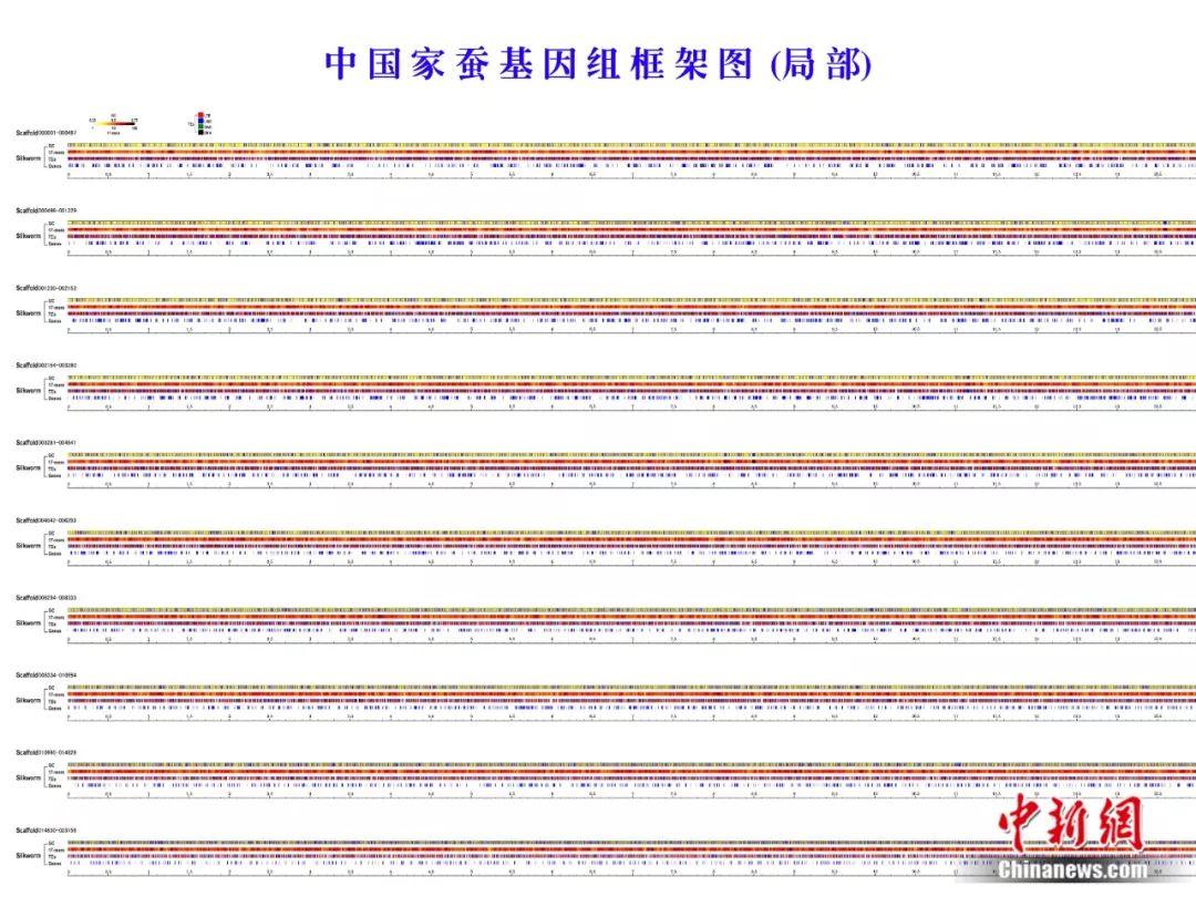 图为中国家蚕基因组框架图(汇总图)局部在位于重庆市西南大学的家蚕